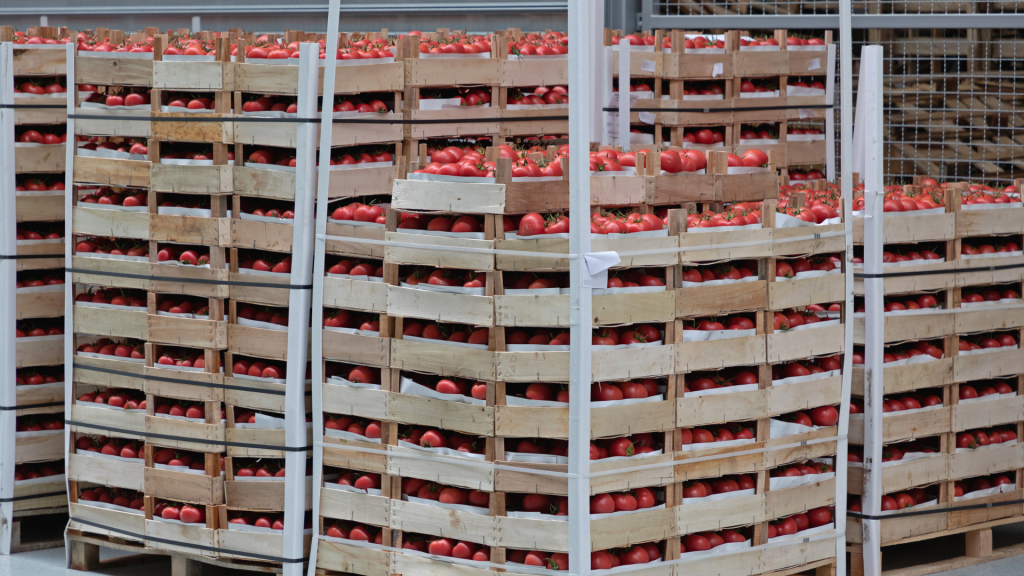 pallets of apples